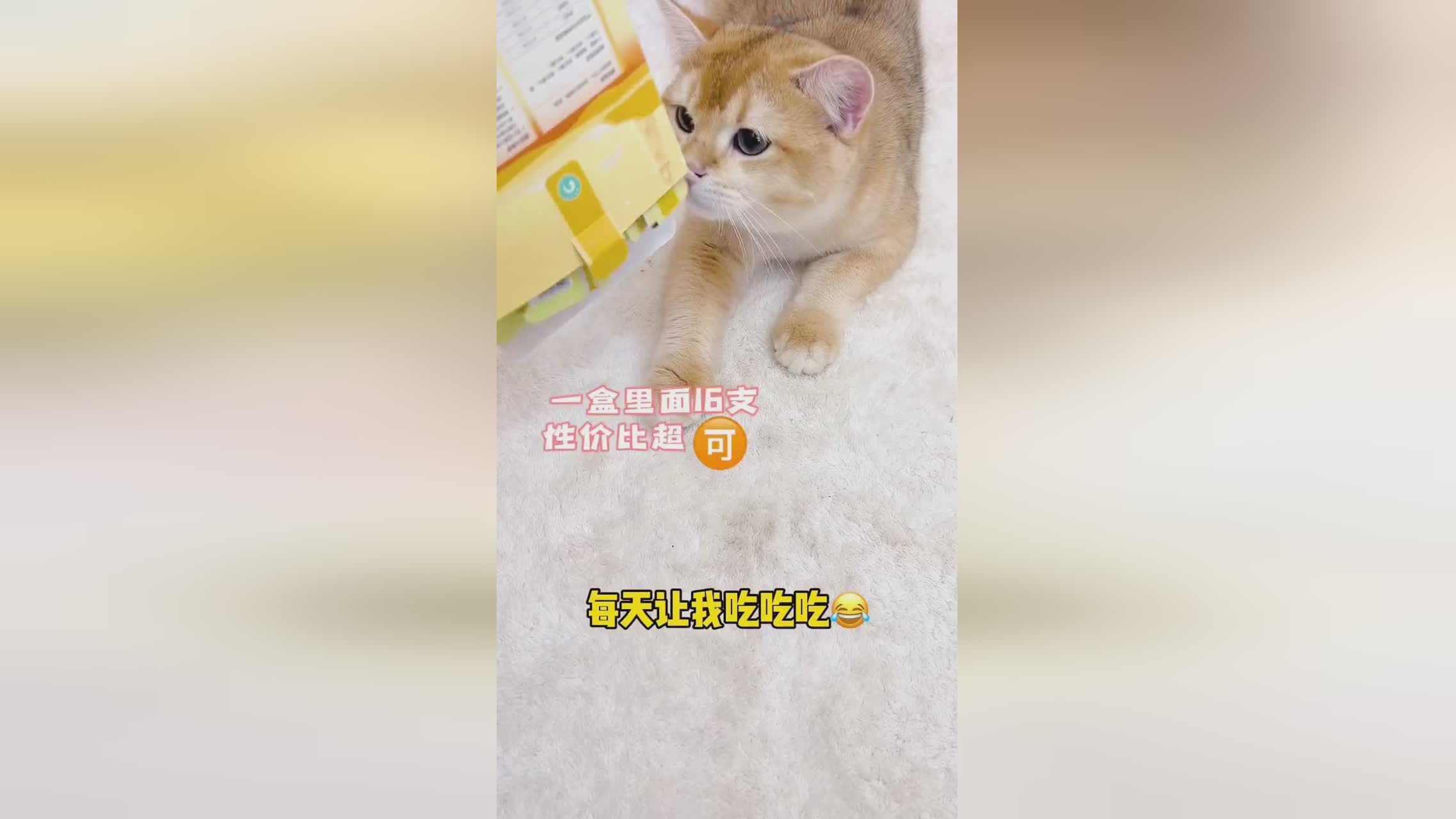 猫咪鱼油营养需求，每日摄入量与合理饲喂策略