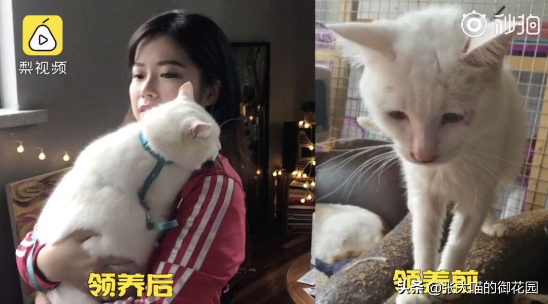 猫咪体型瘦削，探究猫的健康管理与体型管理之道