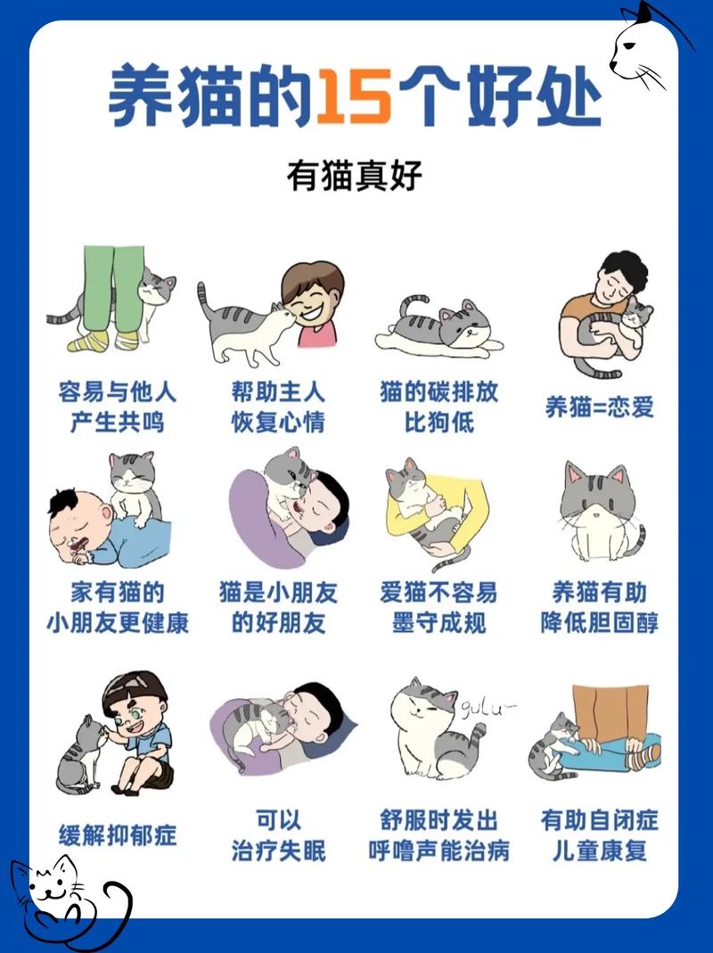 猫咪养护宝典，全方位指南