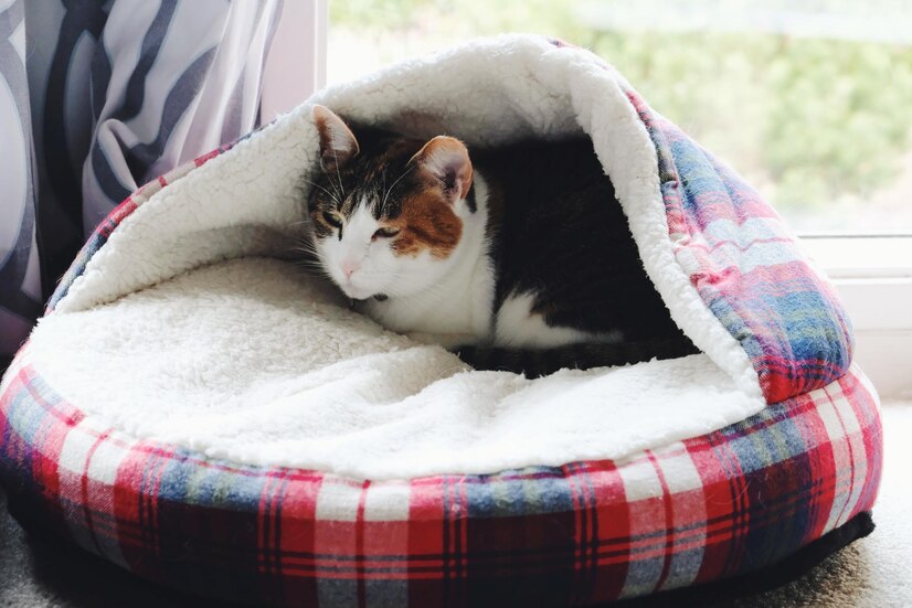 猫咪居住环境解析，猫咪的窝能否放在地上？全面解读猫咪居住舒适度的重要性。