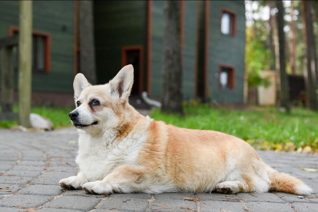 犬类寿命揭秘，狗狗能活几岁？影响因素全解析