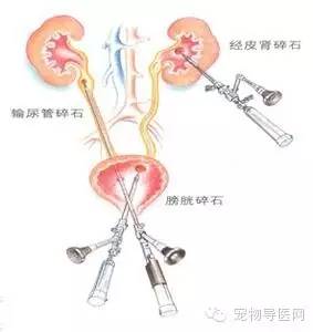 宠物尿结石，成因、诊断及治疗方法全解析