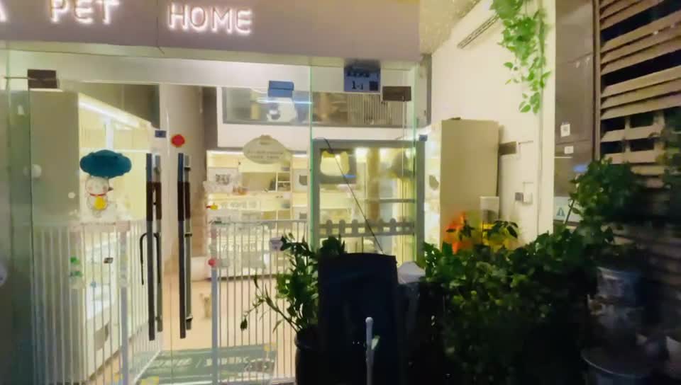 深圳公明宠物店，宠物世界的探索乐园