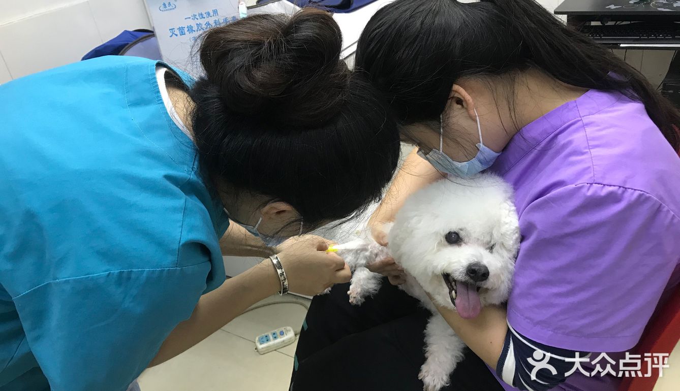 深圳贝贝宠物医院，宠物健康的守护者与温馨港湾