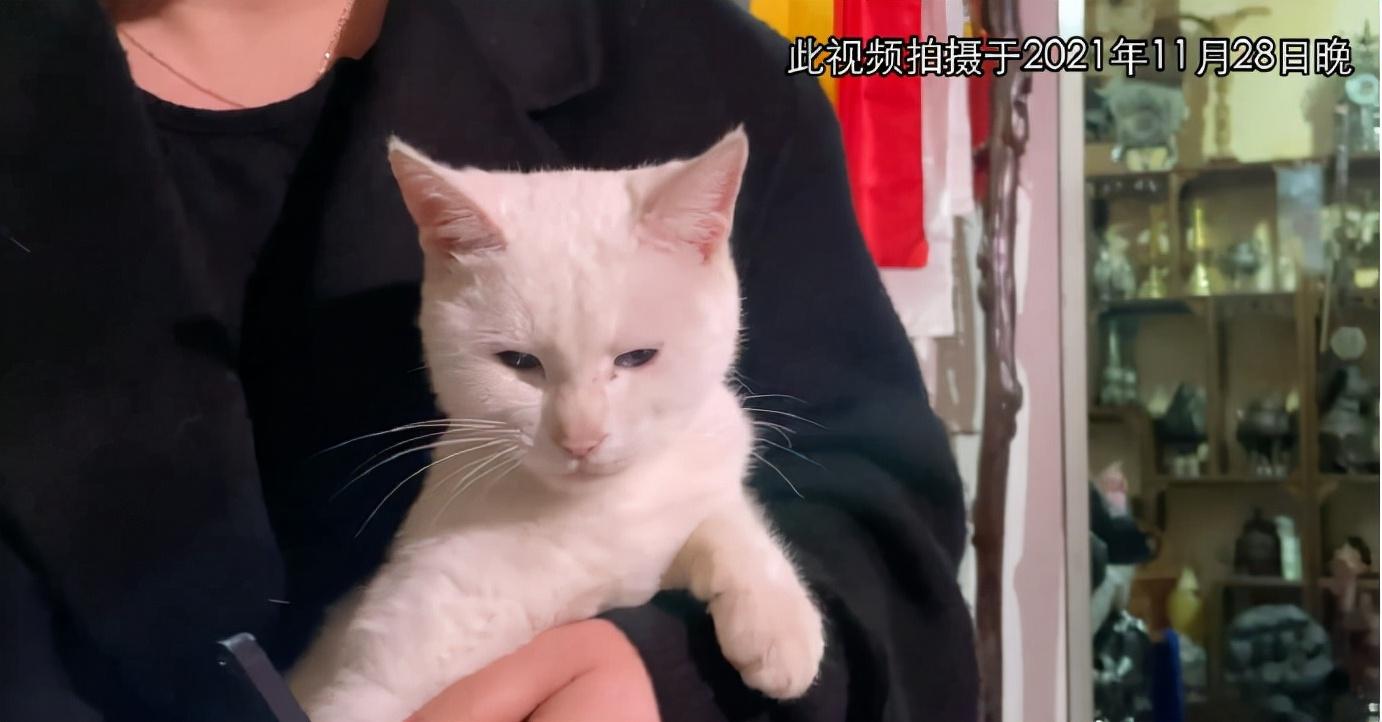 猫咪的特殊医疗经历，麻药与生命的交织