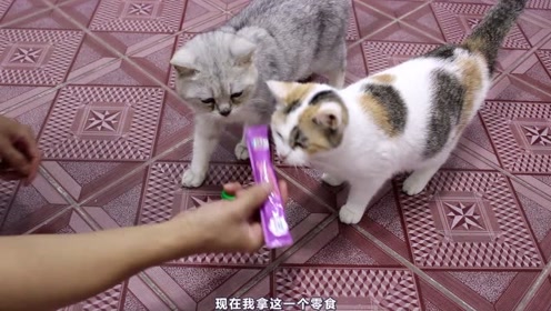 猫咪趣事，生活中的乐趣与温馨瞬间