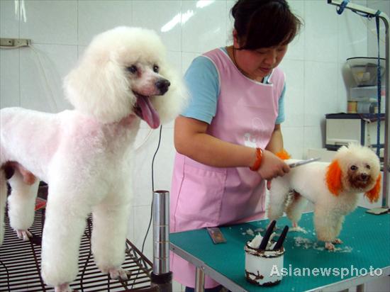 宠物狗狗店，人与犬的温馨乐园