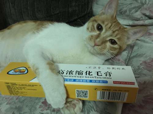 猫咪与蜂蜜，甜蜜温馨的相遇