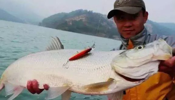 冬季路亚狗鱼的魅力与挑战探索之旅