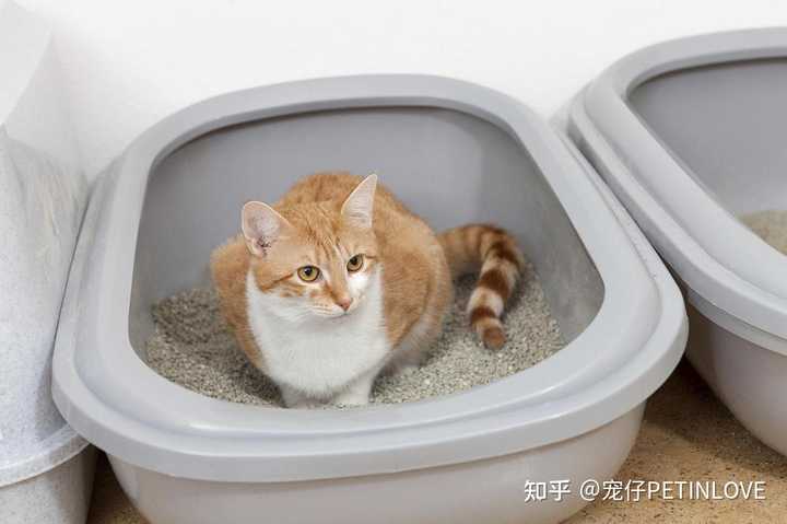 猫咪软便深度解析，原因、应对与预防方法