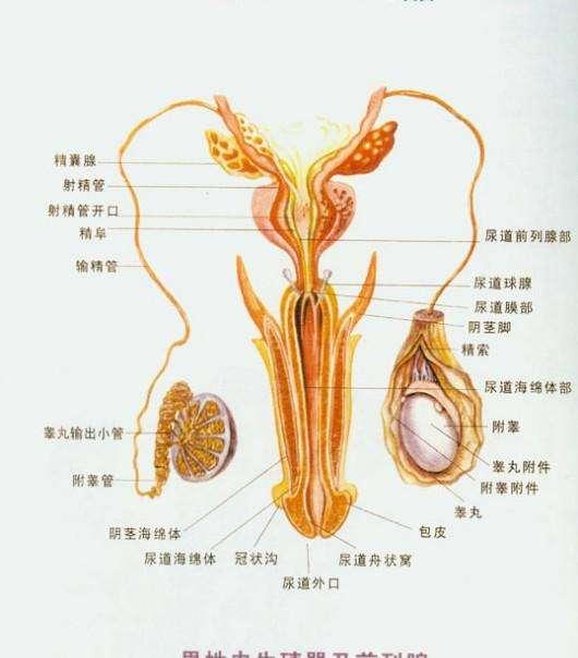 最新精子窝地址揭秘，现代生育技术的新领域探索