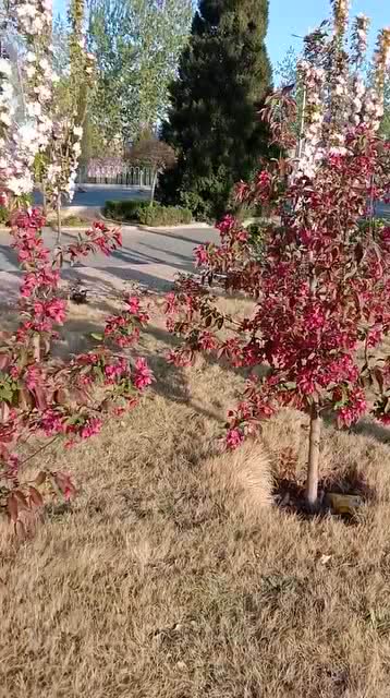 春暖花开最新地址探索之旅，揭秘7744p的独特魅力和无限可能