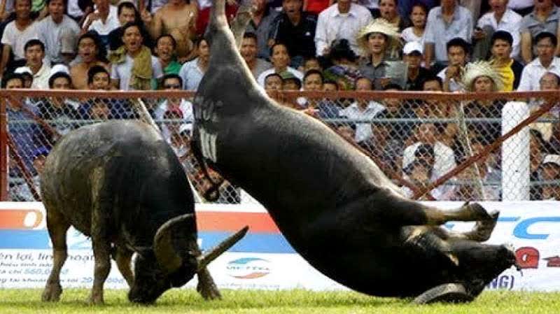 野牛打架致死事件揭秘，探究原因与应对策略